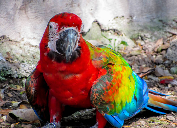 Guacamayo en aviario caminando por el suelo
 - Foto, Imagen