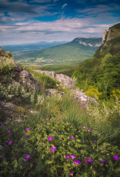 Beautiful colorful flowers on a hill in Crimea mountains - Фото, изображение
