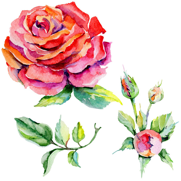 Wildflower rosa flower in a watercolor style isolated. - Zdjęcie, obraz