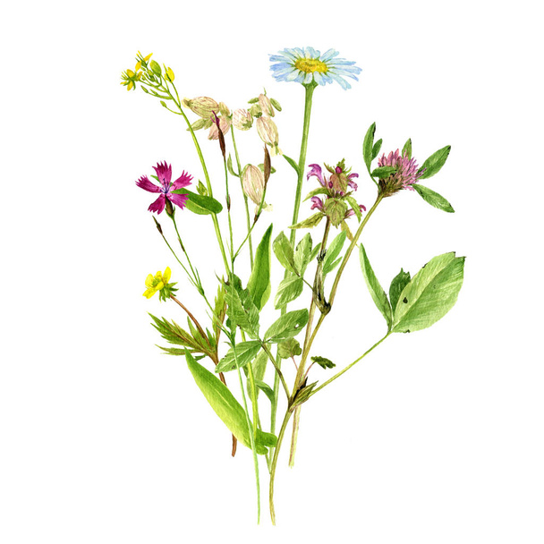 ακουαρέλα σχεδίασης λουλούδια και φυτά - Φωτογραφία, εικόνα