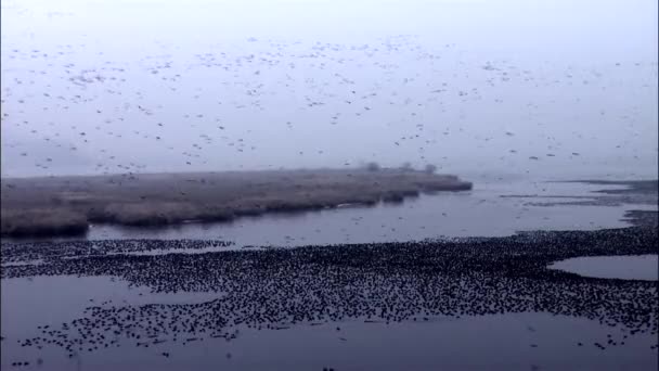 Landschaft mit Zugvögeln  - Filmmaterial, Video