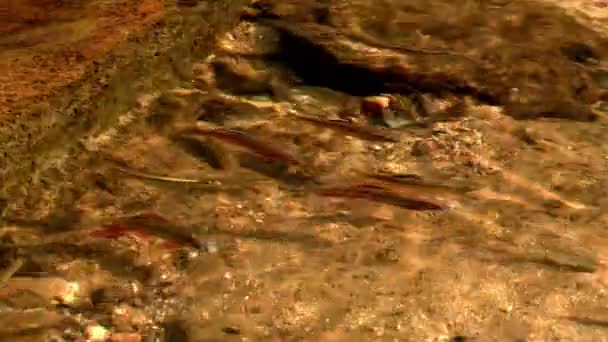 ψάρια σε διάφανη θάλασσα wate - Πλάνα, βίντεο