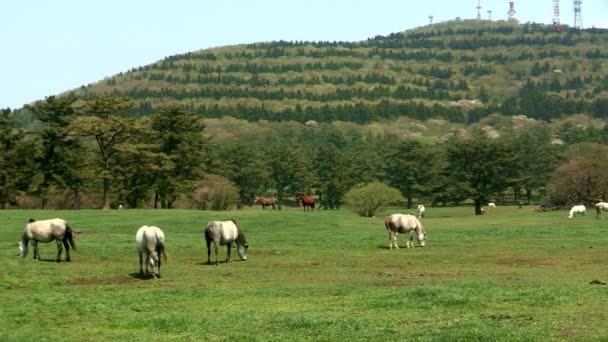 Pferde grasen auf der grünen Wiese - Filmmaterial, Video