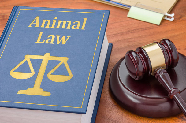 Un libro di leggi con un martelletto - Legge sugli animali
 - Foto, immagini