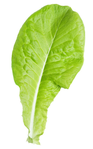 lettuce green leaf salad isolated on white - Foto, Imagen