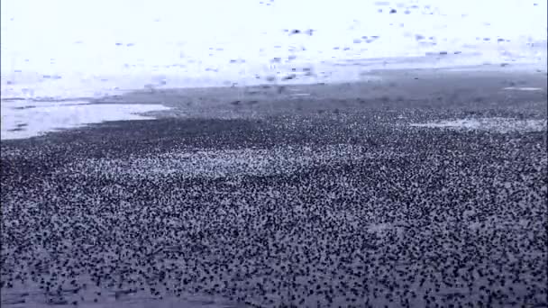 Landscape with migratory birds  - Footage, Video