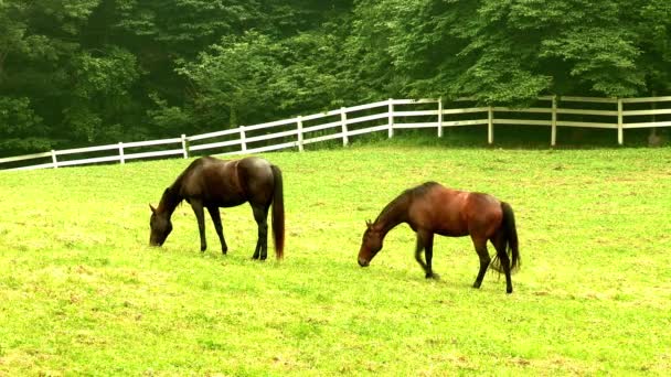 άλογα που βόσκουν σε καταπράσινο λιβάδι - Πλάνα, βίντεο