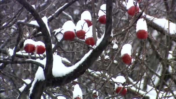 Labbaum unter Schnee, jangseong-gun, jeollanam-do, Korea - Filmmaterial, Video