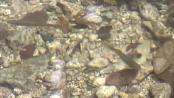 vissen in transparante zee wate - Video