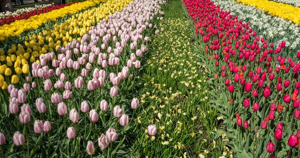 Campo de tulipán colorido con hermoso fondo en un summ brillante
 - Foto, imagen