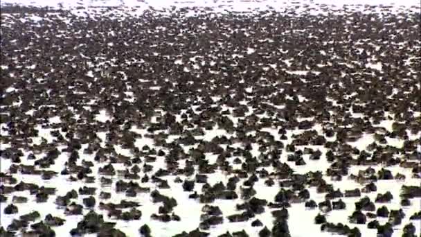 Enten schwimmen auf Wasseroberfläche  - Filmmaterial, Video