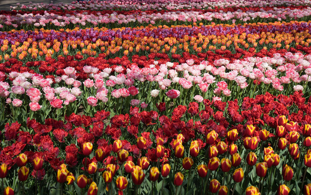 Flores de tulipán de colores con hermoso fondo en un su brillante
 - Foto, imagen