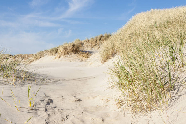 Dunes sur Holmsland Klit au Danemark
. - Photo, image