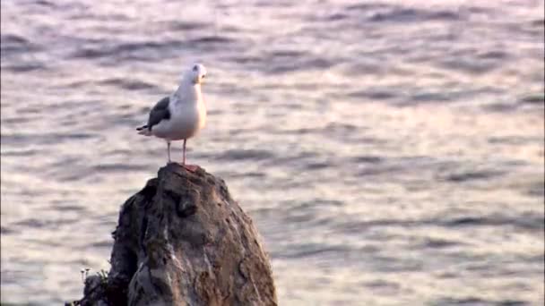 stone with two seagulls - Footage, Video