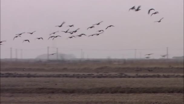 aves migratórias voando sobre o prado do outono
 - Filmagem, Vídeo