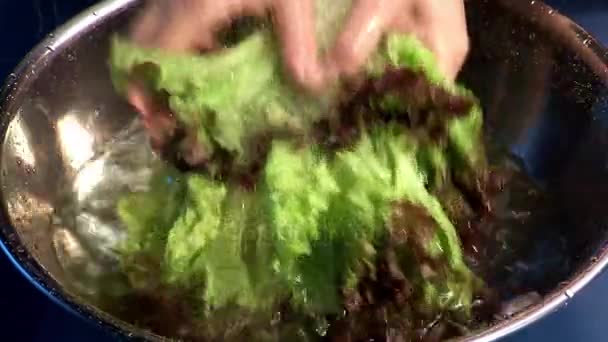 vrouw wassen Sla in kom  - Video