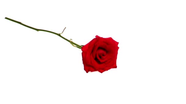 rosa roja aislada sobre fondo blanco - Imágenes, Vídeo