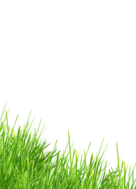 Grass - Foto, afbeelding