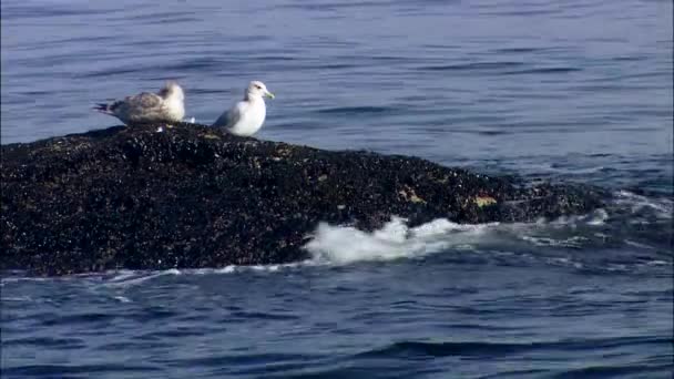 stone with two seagulls - Footage, Video