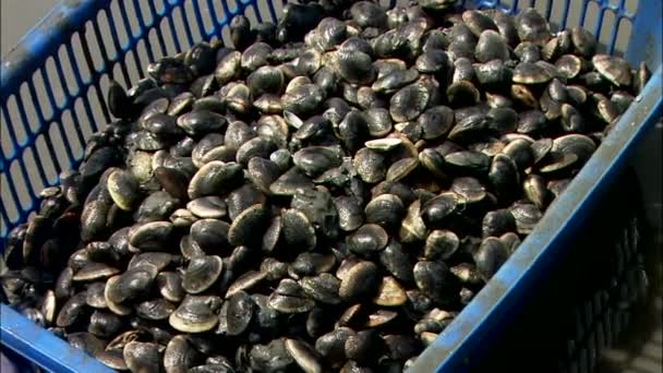 collection of raw shellfish in blue plastic box  - Footage, Video