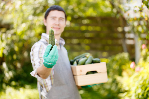 Guy holding cucumber in hand - Foto, Imagem
