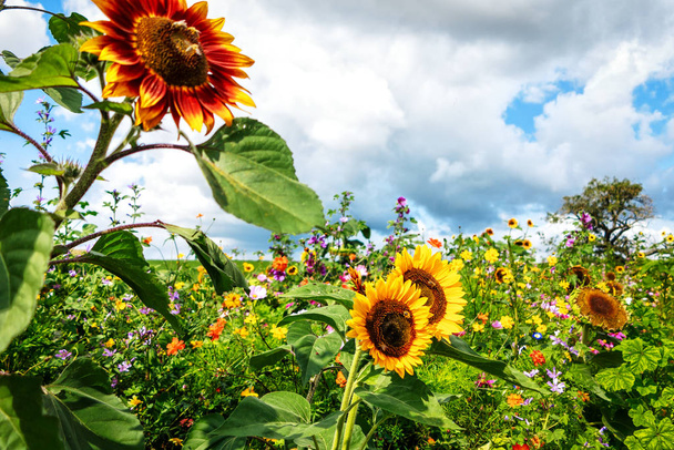 Високі соняшники на квітковому лузі
 - Фото, зображення
