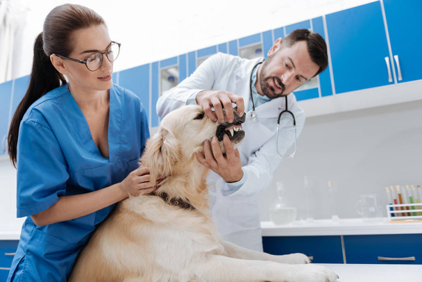 Serious vet trying to open mouth of his patient - Foto, Imagem