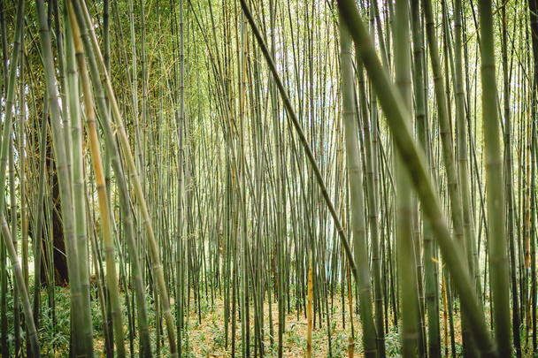 Groene bamboe bos  - Foto, afbeelding