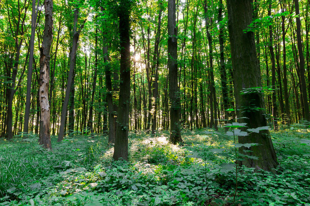 Forêt de feuilles vertes
 - Photo, image