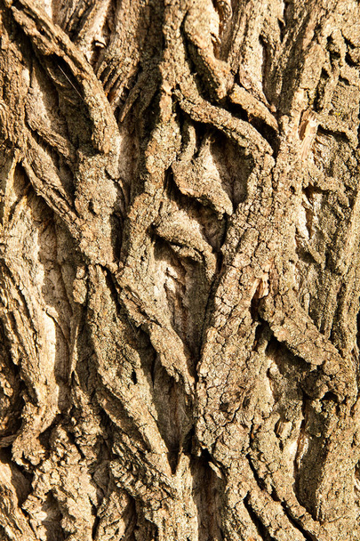 Bark of a poplar tree - Fotoğraf, Görsel
