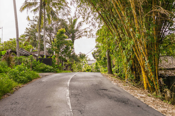 Bamboo grows on the side of the road. Bali island, Indonesia. - Фото, зображення