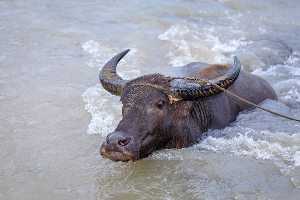Water buffalo carabao at the river - Photo, Image