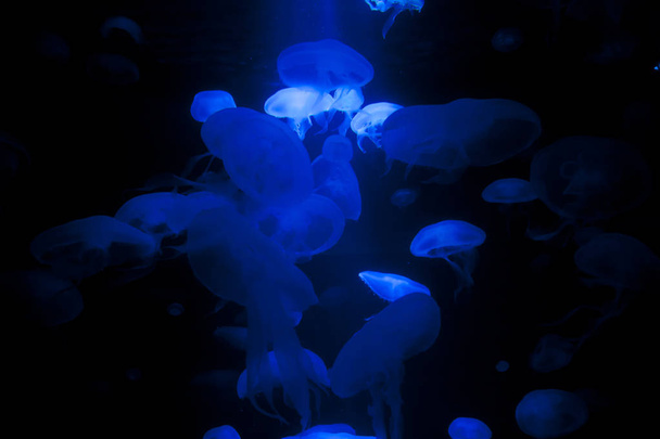 Beautiful blue jellyfishes on black background. - Photo, Image