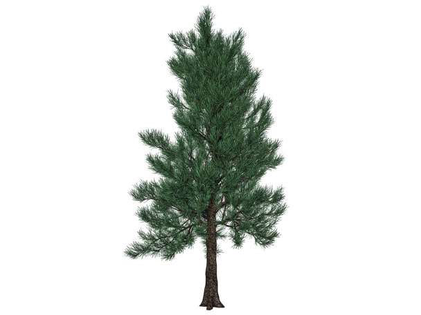 τρισδιάστατη απεικόνιση του ένα κλαδί δέντρου προσκηνίου που απομονώνονται σε λευκό backg - Φωτογραφία, εικόνα