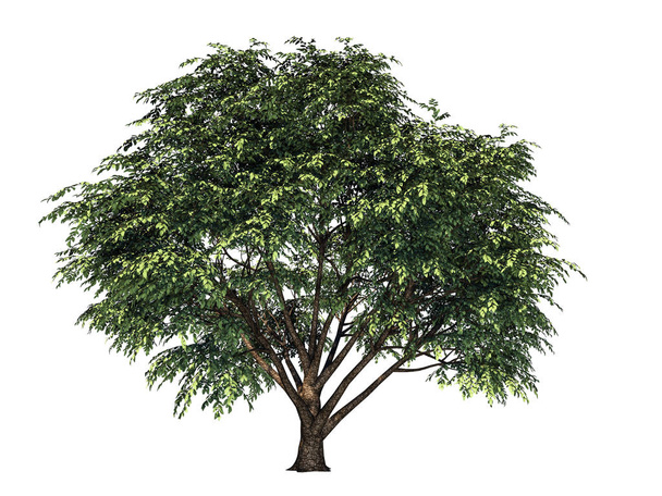 representación 3d de una rama de árbol en primer plano aislada en respaldo blanco
 - Foto, Imagen