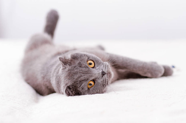 graue Vollblut-Schottische Schlappohr-Katze - Foto, Bild