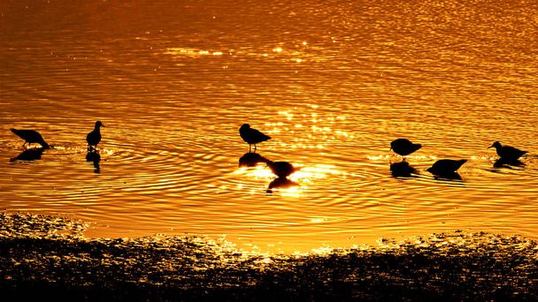 Золотая вода и силуэты птиц
 - Фото, изображение