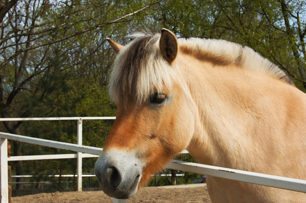 ωραίο φιόρδ άλογο - Φωτογραφία, εικόνα