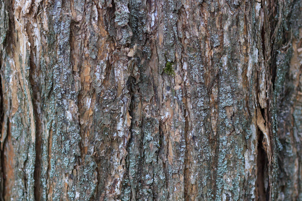 fa háttér vagy textúra - Fotó, kép