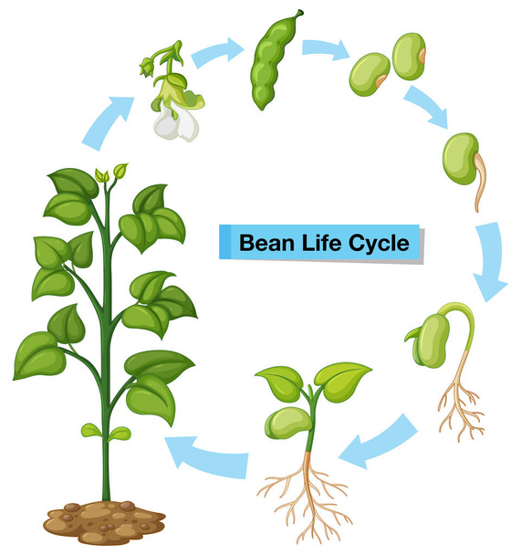 Diagrama mostrando ciclo de vida do feijão
 - Vetor, Imagem