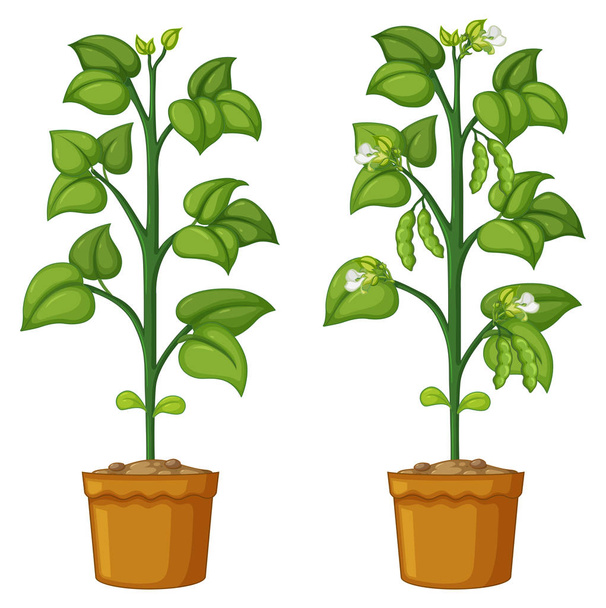 豆と 2 つの鉢植えな植物 - ベクター画像