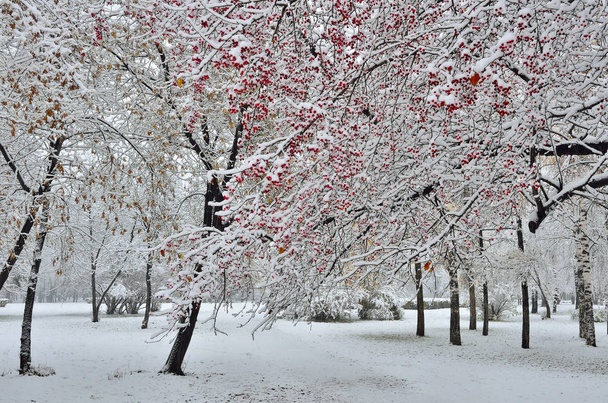 Πανέμορφο τοπίο το χειμώνα - χιονόπτωση στο πάρκο της πόλης - Φωτογραφία, εικόνα