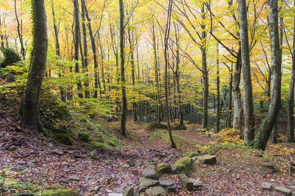 Autumn landscape in forest - Foto, immagini