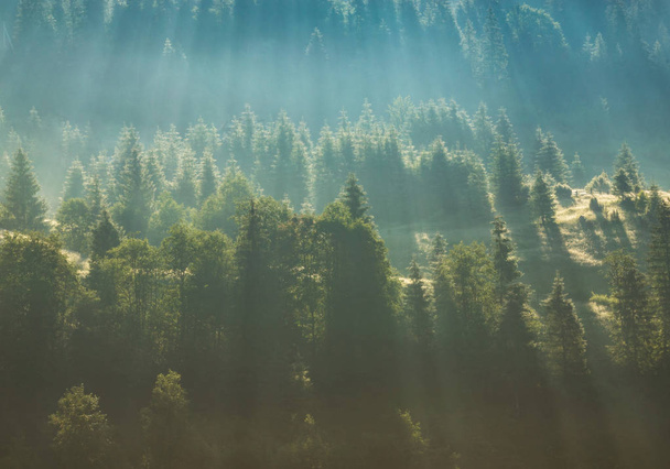 brouillard sur la forêt de pins
 - Photo, image