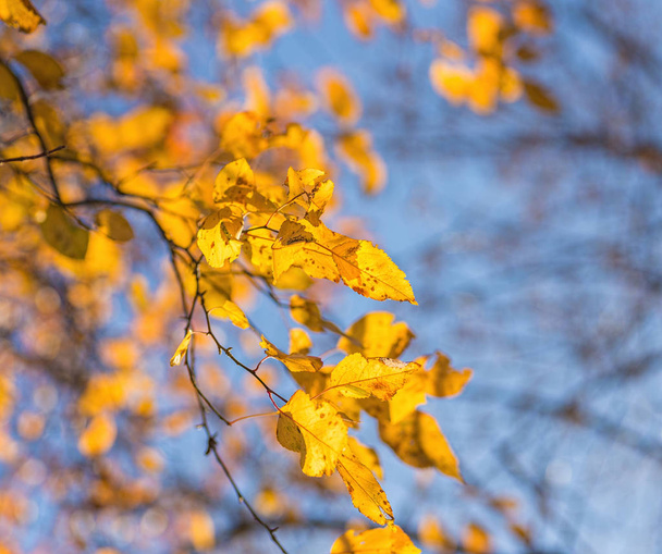 Falling autumn birch leaves  - Фото, зображення