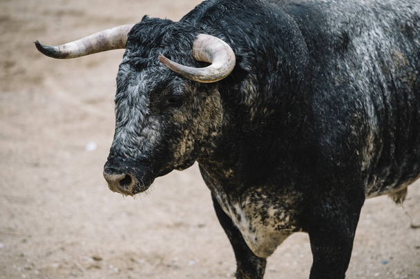  Bull in a bullring. - Фото, зображення