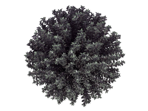 3d визуализация куста цветка с верхнего вида изолированы на белом
 - Фото, изображение