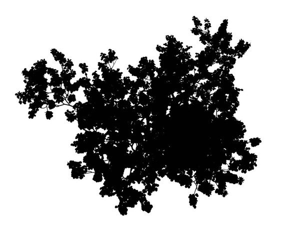 renderowania 3D sylwetka drzewa na białym tle - Zdjęcie, obraz