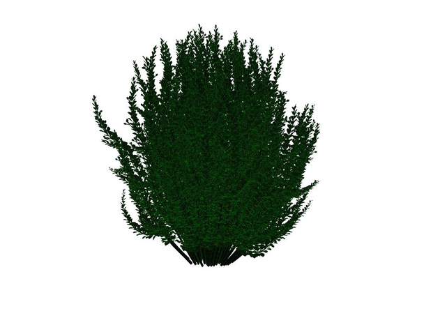 3d rendering of an outlined black bush with green edges isolated - Photo, Image