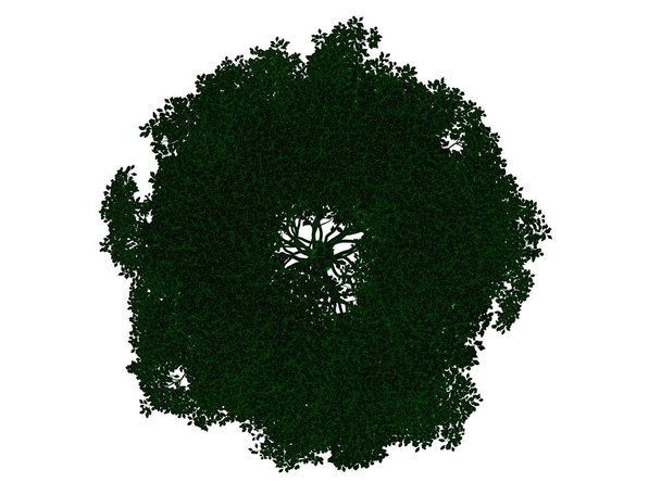3d визуализация черного дерева с изолированными зелеными краями
 - Фото, изображение